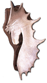 Moose Antler Carvings